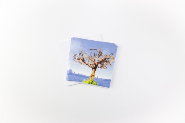 Blank Cards: Swift of Hope Fly for St John